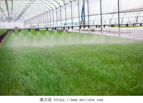 温室大棚中的蔬菜浇灌温室灌溉系统在行动